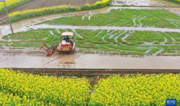 在希望的田野上,追寻乡村振兴的美丽画卷