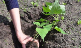 地瓜的种植方法视频,视频教程详解